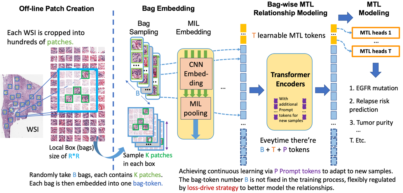 Never-smoker Under-representation in Training Data Reduces AI Performance for EGFR Mutation Prediction in Singapore Lung Adenocarcinoma Patients featured image